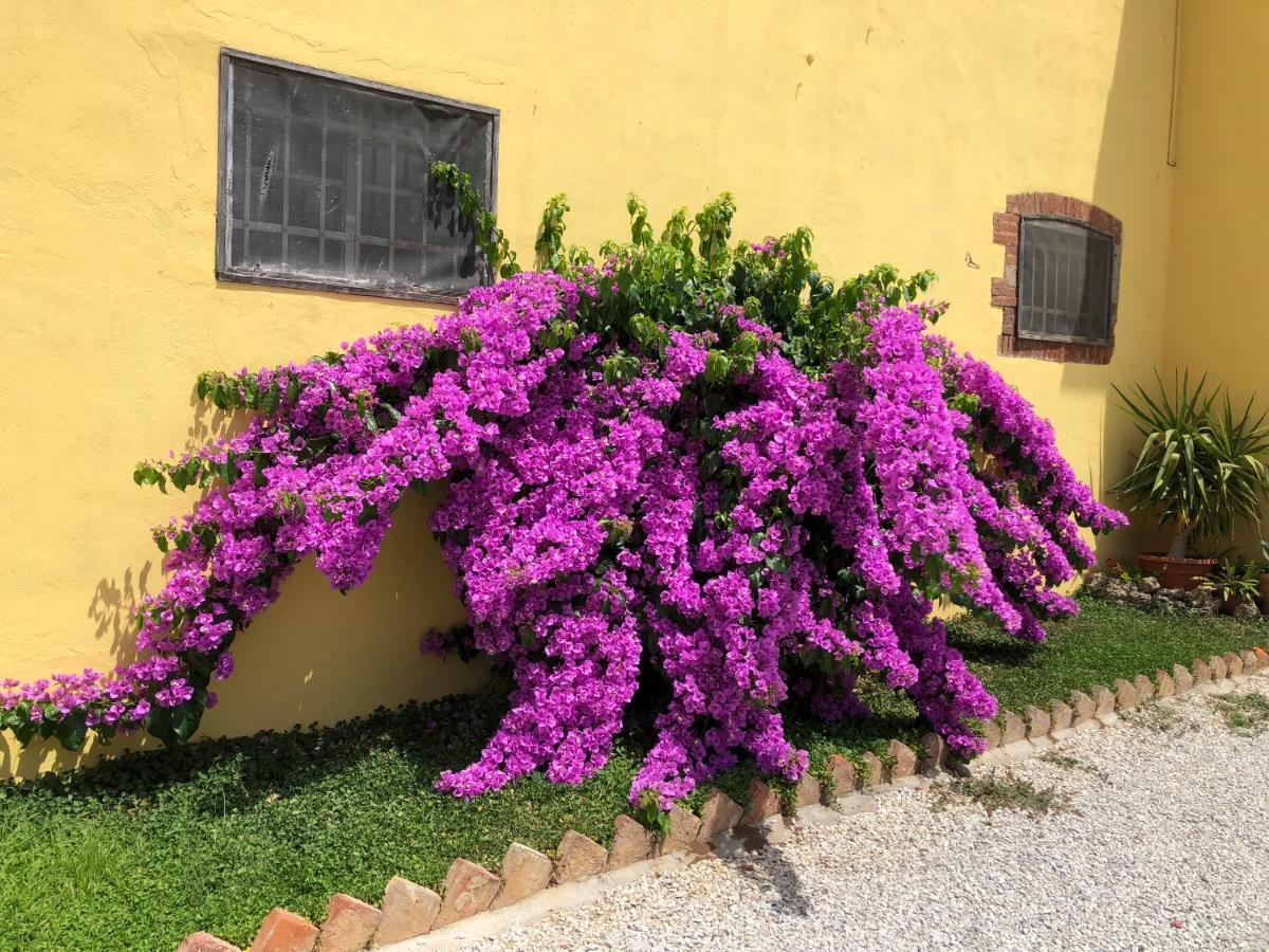 La Nana Gialla Riotorto Luaran gambar